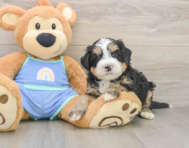 8 week old Mini Bernedoodle Puppy For Sale - Lone Star Pups