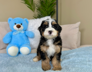 8 week old Mini Bernedoodle Puppy For Sale - Lone Star Pups