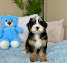 10 week old Mini Bernedoodle Puppy For Sale - Lone Star Pups