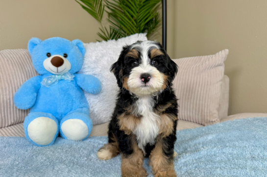 Best Mini Bernedoodle Baby