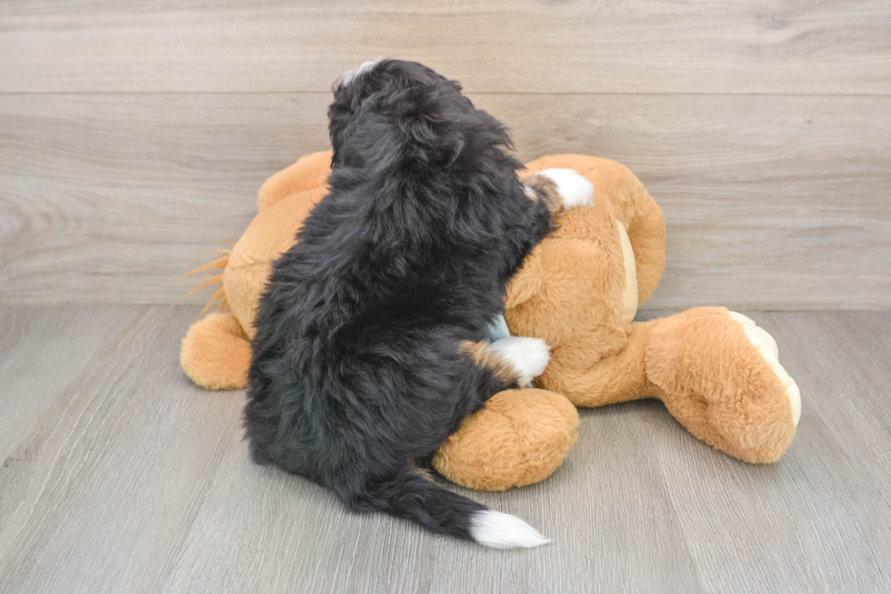 Popular Mini Bernedoodle Poodle Mix Pup