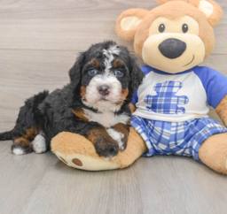 6 week old Mini Bernedoodle Puppy For Sale - Lone Star Pups