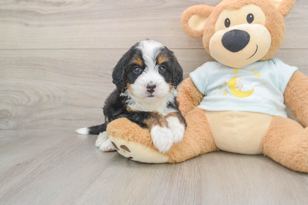 Funny Mini Bernedoodle Poodle Mix Pup