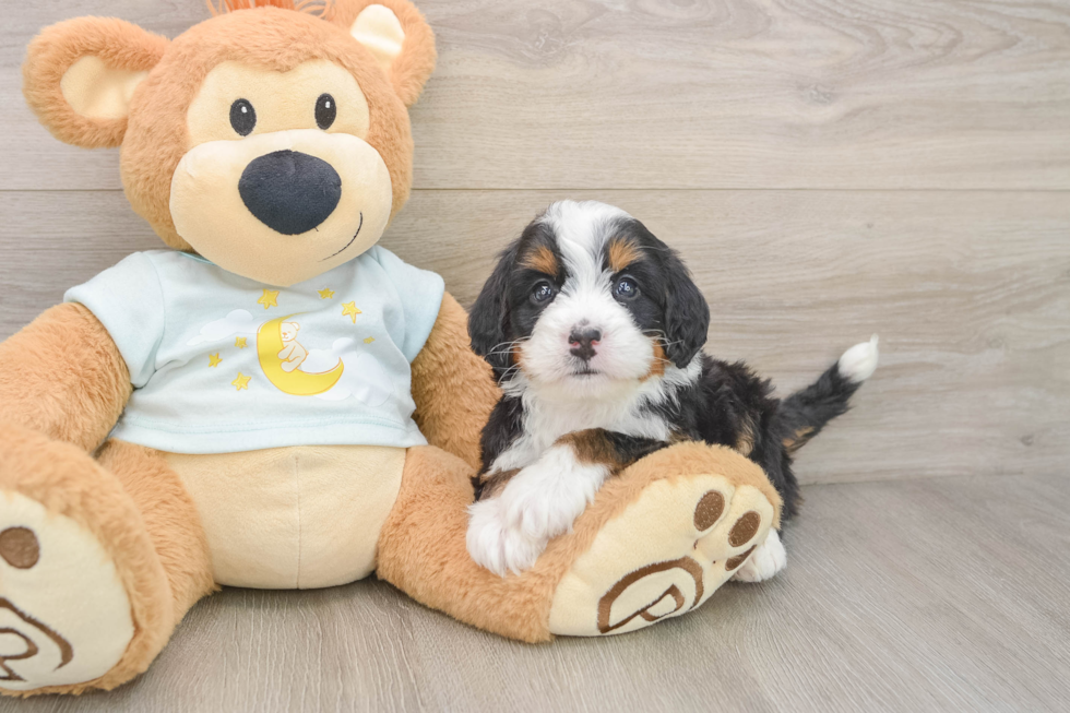 Happy Mini Bernedoodle Baby