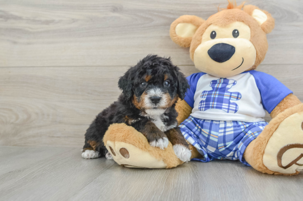 6 week old Mini Bernedoodle Puppy For Sale - Lone Star Pups