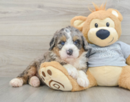 7 week old Mini Bernedoodle Puppy For Sale - Lone Star Pups