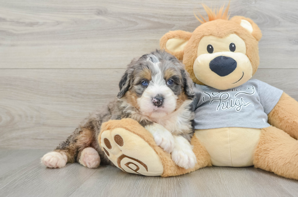 5 week old Mini Bernedoodle Puppy For Sale - Lone Star Pups