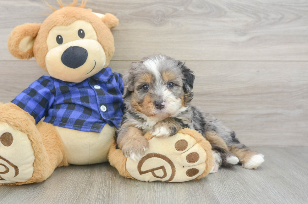 5 week old Mini Bernedoodle Puppy For Sale - Lone Star Pups