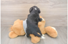 Adorable Bernadoodle Poodle Mix Puppy