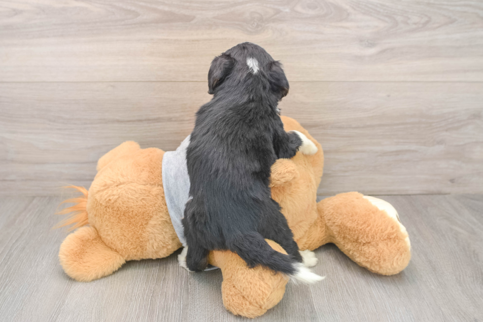 Adorable Bernadoodle Poodle Mix Puppy