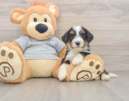 7 week old Mini Bernedoodle Puppy For Sale - Lone Star Pups