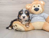 7 week old Mini Bernedoodle Puppy For Sale - Lone Star Pups