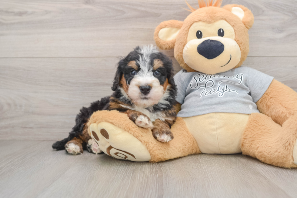 Mini Bernedoodle Puppy for Adoption