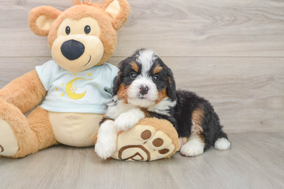 Funny Mini Bernedoodle Poodle Mix Pup
