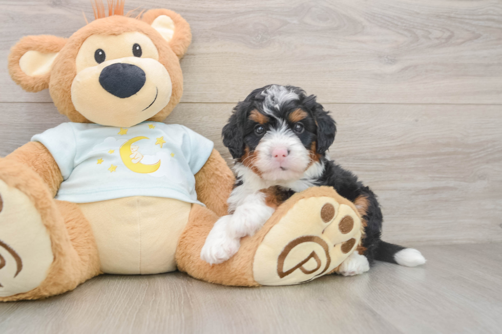 Best Mini Bernedoodle Baby