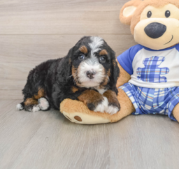 7 week old Mini Bernedoodle Puppy For Sale - Lone Star Pups