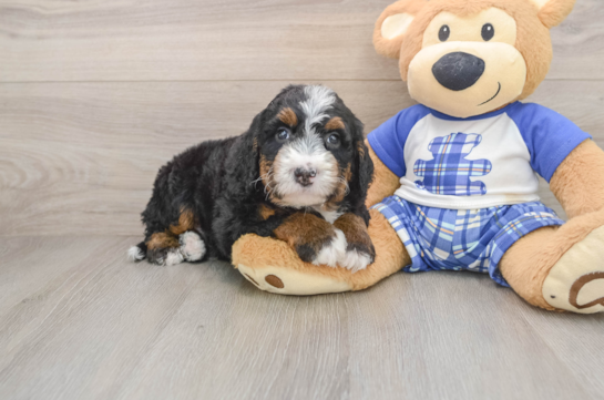 Hypoallergenic Bernese Doodle Poodle Mix Puppy