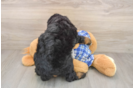 Mini Bernedoodle Puppy for Adoption