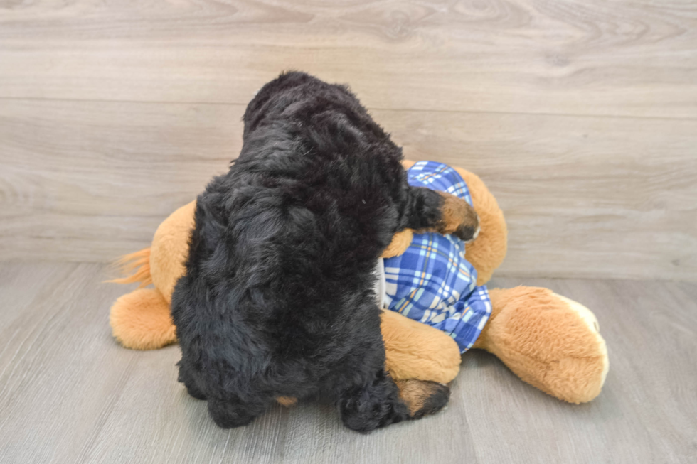 Mini Bernedoodle Puppy for Adoption
