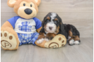 Mini Bernedoodle Puppy for Adoption