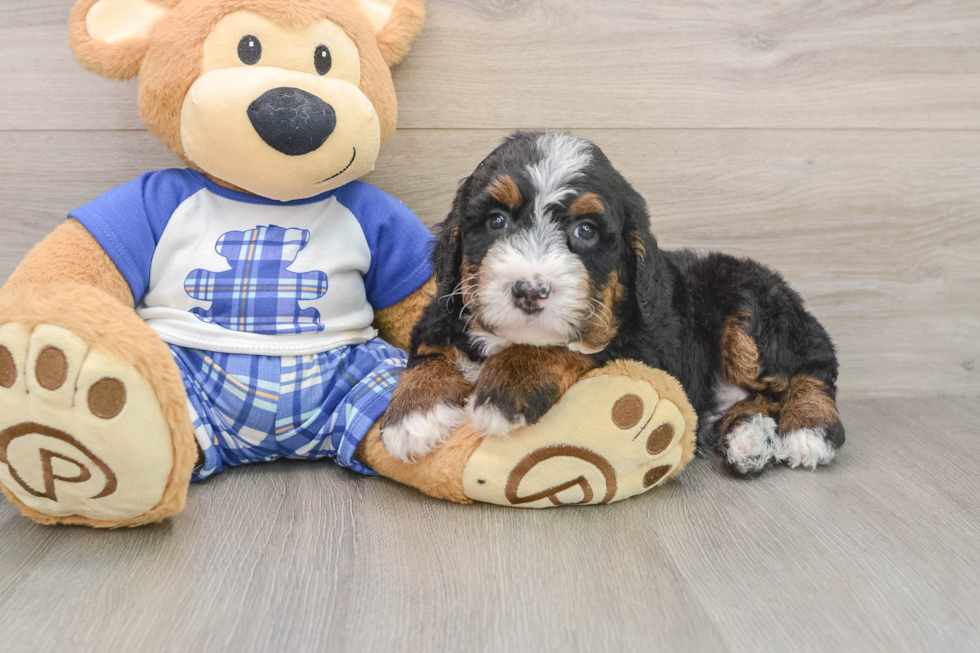 Mini Bernedoodle Puppy for Adoption