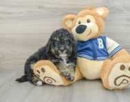 8 week old Mini Bernedoodle Puppy For Sale - Lone Star Pups