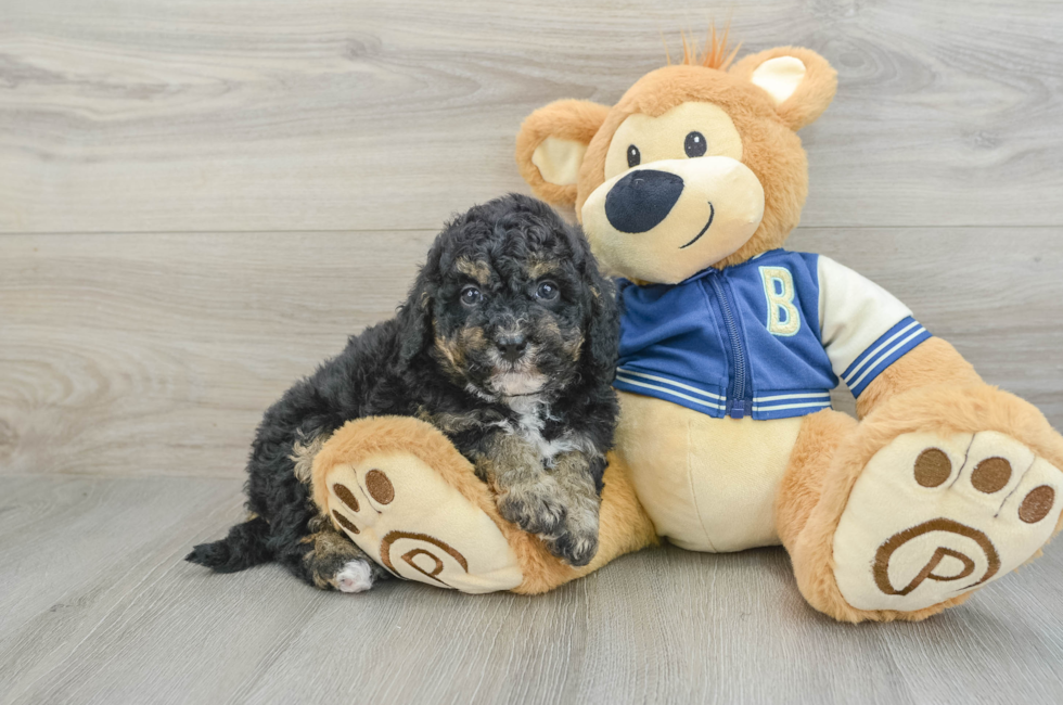 8 week old Mini Bernedoodle Puppy For Sale - Lone Star Pups