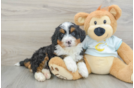 Little Mini Bernese Poodle Poodle Mix Puppy