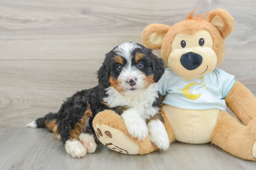 6 week old Mini Bernedoodle Puppy For Sale - Lone Star Pups