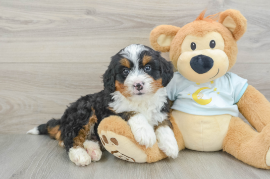 Little Mini Bernese Poodle Poodle Mix Puppy