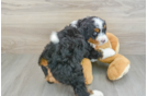 Hypoallergenic Mini Bernadoodle Poodle Mix Puppy