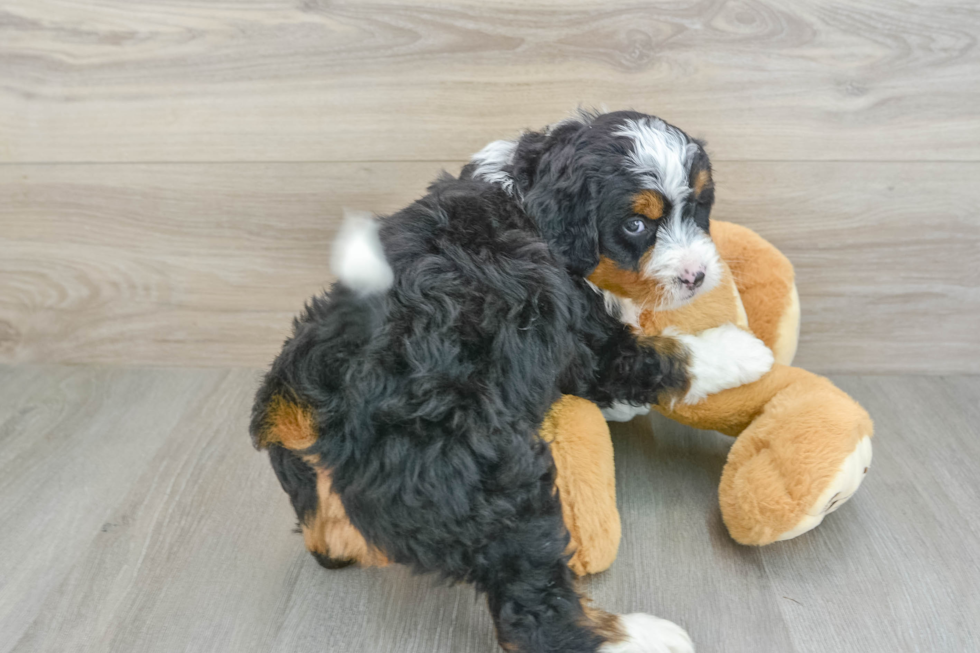 Hypoallergenic Mini Bernadoodle Poodle Mix Puppy