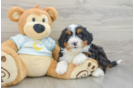 Friendly Mini Bernedoodle Baby