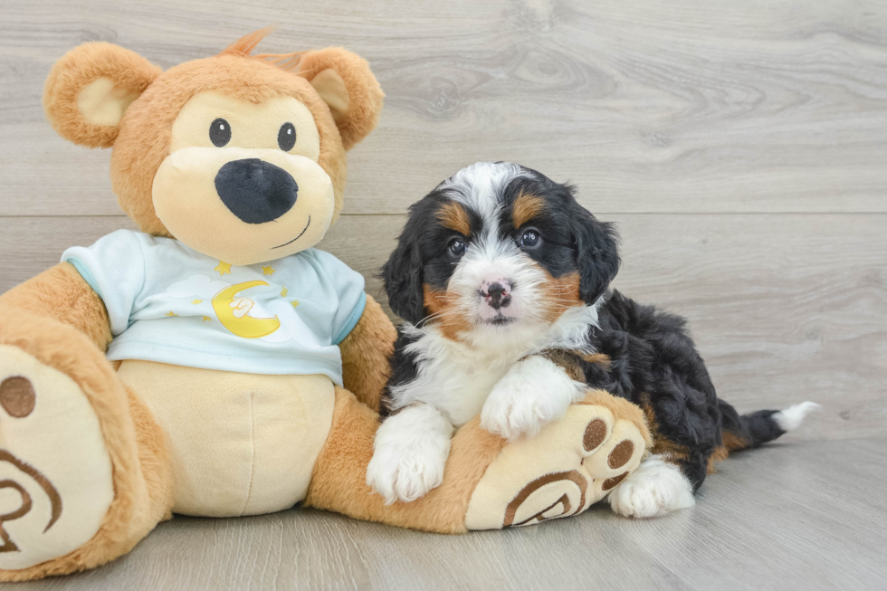 Friendly Mini Bernedoodle Baby