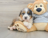 7 week old Mini Bernedoodle Puppy For Sale - Lone Star Pups