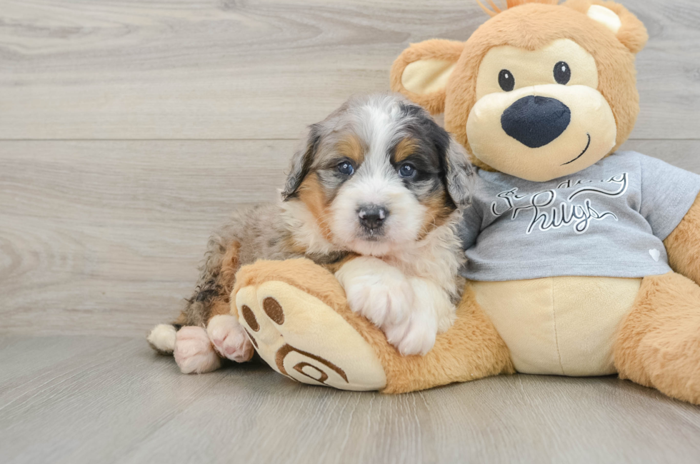 5 week old Mini Bernedoodle Puppy For Sale - Lone Star Pups