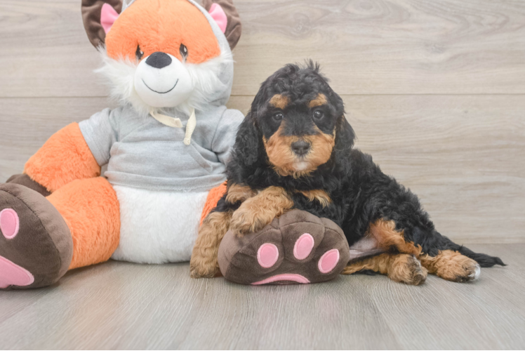 Best Mini Bernedoodle Baby