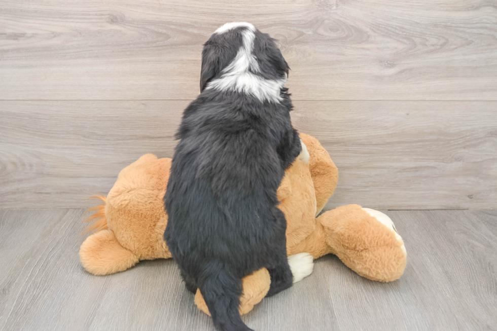 Mini Bernedoodle Pup Being Cute
