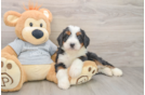 Petite Mini Bernedoodle Poodle Mix Pup