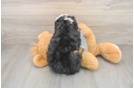 Energetic Mini Bernadoodle Poodle Mix Puppy