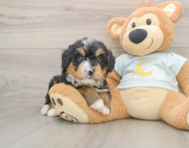 8 week old Mini Bernedoodle Puppy For Sale - Lone Star Pups