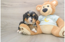 Funny Mini Bernedoodle Poodle Mix Pup