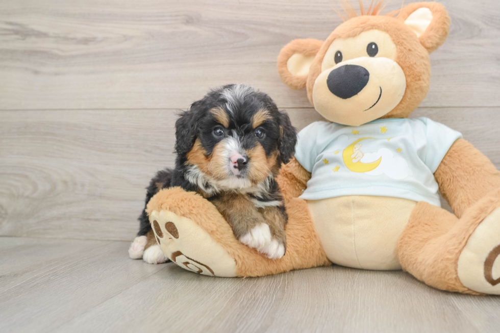Funny Mini Bernedoodle Poodle Mix Pup