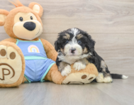 7 week old Mini Bernedoodle Puppy For Sale - Lone Star Pups