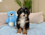 9 week old Mini Bernedoodle Puppy For Sale - Lone Star Pups