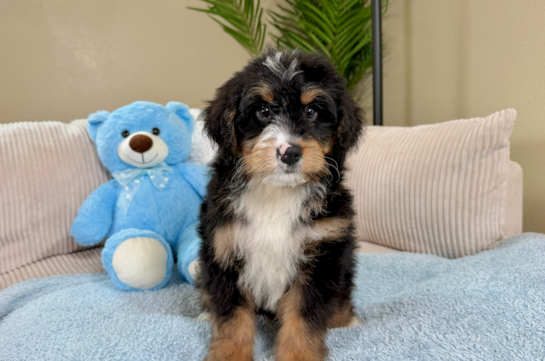 Mini Bernedoodle Pup Being Cute