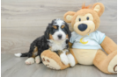 Mini Bernedoodle Pup Being Cute