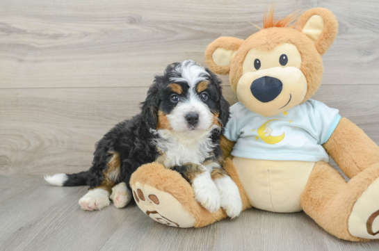 Mini Bernedoodle Pup Being Cute