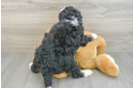 Hypoallergenic Mini Berniedoodle Poodle Mix Puppy