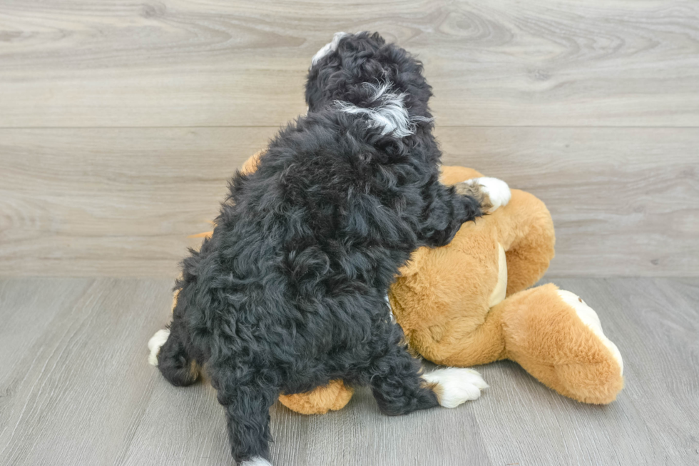 Hypoallergenic Mini Berniedoodle Poodle Mix Puppy